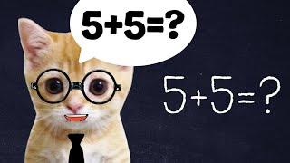 BABY CAT STUDENTS IN EXAM  (20min)