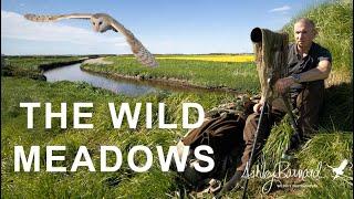 Uncovering the Secrets of "The Wild Meadow"  Wildlife Photography