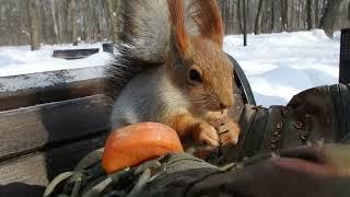 Длинноухий даёт гладится / Long-eared gives stroked