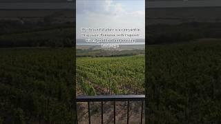 Discover Domeniul Dragasi, a Romanian vineyard with amazing landscape and very good wine