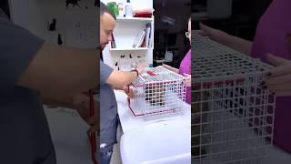 POV: Your cat thinks the vet is the Grim Reaper  #fyp #foryou #cat #cats #catshorts