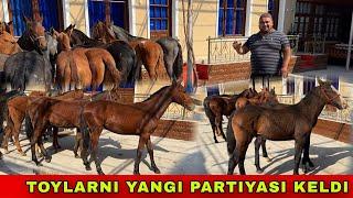 YANGI PARTIYA TOYLAR️90-507-31-53 / 33-757-00-50 KELDI OPTOM JOYI