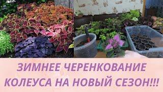 Колеус.Зимовка колеуса. Укоренение черенков в торфе Агробалт. Красивые цвета для сада и дома.