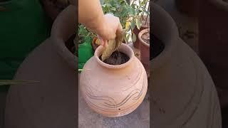 Easy Way to Make Compost at Home #shorts