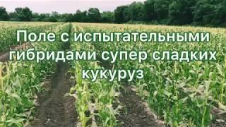 Испытания супер сладкой кукурузы