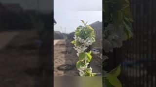 Ландшафтные работы за 4 дня. 10 соток.