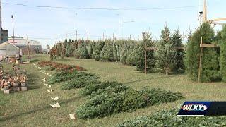 Christmas Tree Lane, pop-up real tree lot in Louisville, reopens