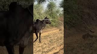 Nagauri cow // two black cow original breed cow // #love #animation #meditationmusic #ogf #roymovie