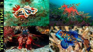 10 Fabulous Marine Animals