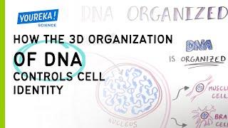 How the 3D organization of DNA controls cell identity