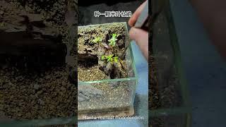 Aquatic Gardening 101: How to Create a Lush, Living Ecosystem