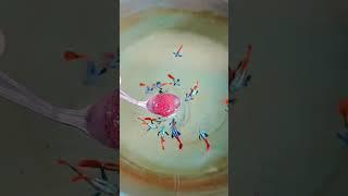 Guppy Guppies Fish Video @guppy50k_new | Falcon Aquarium Services