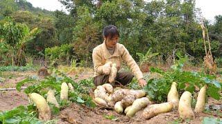 Harvesting Radishes to Make Dried Radish: Best Methods for Preparation and Storage