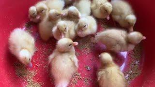 The Little Duck  -  Cute Little Ducklings - MY NEW BABY DUCK - DUCK DUCK TV #4