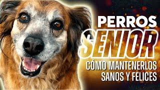 PERROS MAYORES [como mantenerles sanos y felices] #educacioncanina #perros #adiestramientocanino