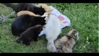 Ребята на донаты устроили пикник на свежем воздухе кошки и котята  cats and kittens