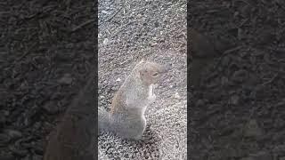 Squeaky Strongarms Me for Legumes #funny #squirreltribe