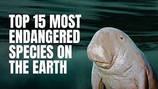 Top 15 Most Endangered Species On the Earth