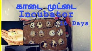 kaadai Incubator making in Tamil |VividTech Info