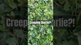 How do I get rid of creeping Charlie all over my lawn? #gardening #help #advice #greenfingers #fyp