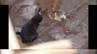 Cats mating multiple times