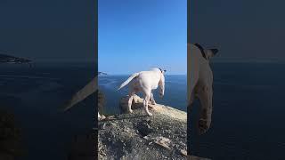 Bull Terrier  In Search Of a Missing Kitten