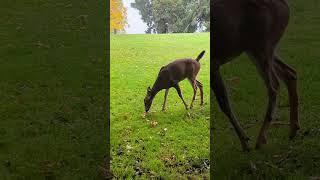 Doe a Deer #fyp #wildlife #nature #doe #deer #vibes #tacoma #pnw #pugetsound #cascadia