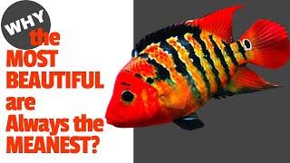 Beautiful *JERK FISH* & a Lot More [The Cichlids & Coffee Live Stream!]