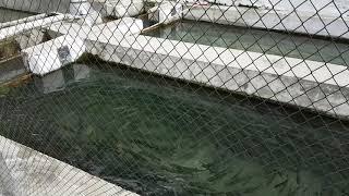 Trout Fish Farming Facility, Kargah Valley, 6 KM Chitral Road Gilgit, Gilgit-Baltistan, Pakistan