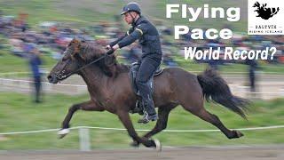 Amazing Flying Pace Ride At Landsmót at Holar In Iceland !