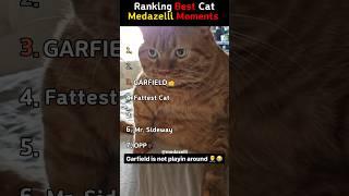 Funniest Medazelli Cat Moments Part 1
