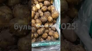 Молодая Картошка БЕЛАРУСЬ 2025г! 3.97р #беларусь #минск #картошка #картофель #бульба #июнь2025 #цены