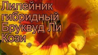 Лилейник гибридный Бруквуд Ли Кози  обзор: как сажать, рассада лилейника Бруквуд Ли Кози