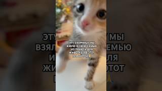 НАША ЛЕДИ ДИ @VARUSHA_TV #2025 #котенок #котики #котик #топ #любовь #животные #новыйгод #love