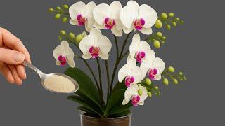 Just pour 1 spoon per week And orchids bloom all 4 seasons