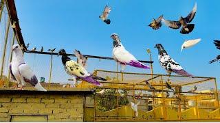 Aj ki update kabutero ko pala Mara subha |Dar pigeons club | #kabuterbazi #pigeonlover #pigeon