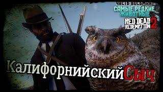 КАК НАЙТИ, ИЗУЧИТЬ И ОСВЕЖЕВАТЬ КАЛИФОРНИЙСКОГО СЫЧА В RED DEAD REDEMPTION 2