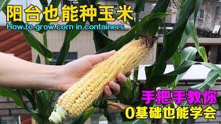 阳台种玉米，方法很简单，全程无虫害，种植技巧全程分享！ |How to grow corn on containers