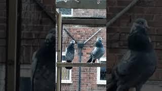 teddy kabootar( teddy  pigeon )pure white eyes  Birmingham UK 2018 ( Shirali )