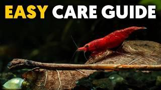 Red Cherry Shrimp  Ultimate Care Guide For Beginners!