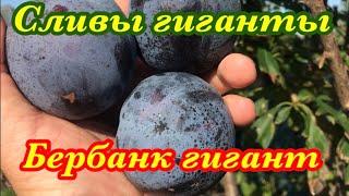 Слива Бербанк Гигант. “Berbank Giant plum” Первая в мире слива гигант.