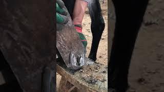 Amazing Video/A neat cut on the horse's hooves,#Satisfying #short