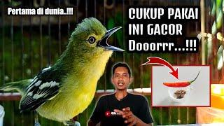 TRIK PALING DI CARI DI DUNIA‼️GACORKAN SIRTU/CIPOH DENGAN CABE