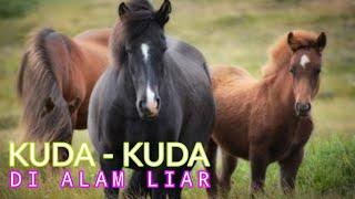 KUDA - KUDA DI ALAM LIAR