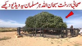 What is the Story of 1400-year-old Sahabi Tree?