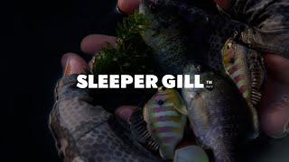 Bluegill Swimbait Fishing with the Sleeper Gill