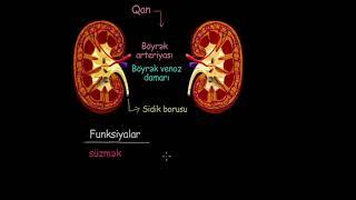 Böyrəklərin funksiyası və anatomiyası