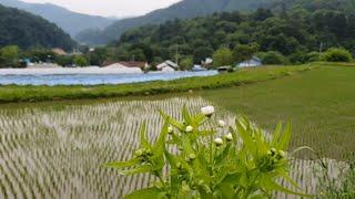 A day in the Korean countryside, gardening and making lettuce water kimchi