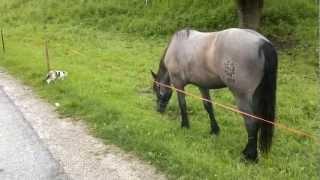 austrian horse chasing a cat