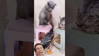 #ржач #смешновидео #pets #юмор #funny #приколы #смехпродлеваетжизнь #смешнойшортс